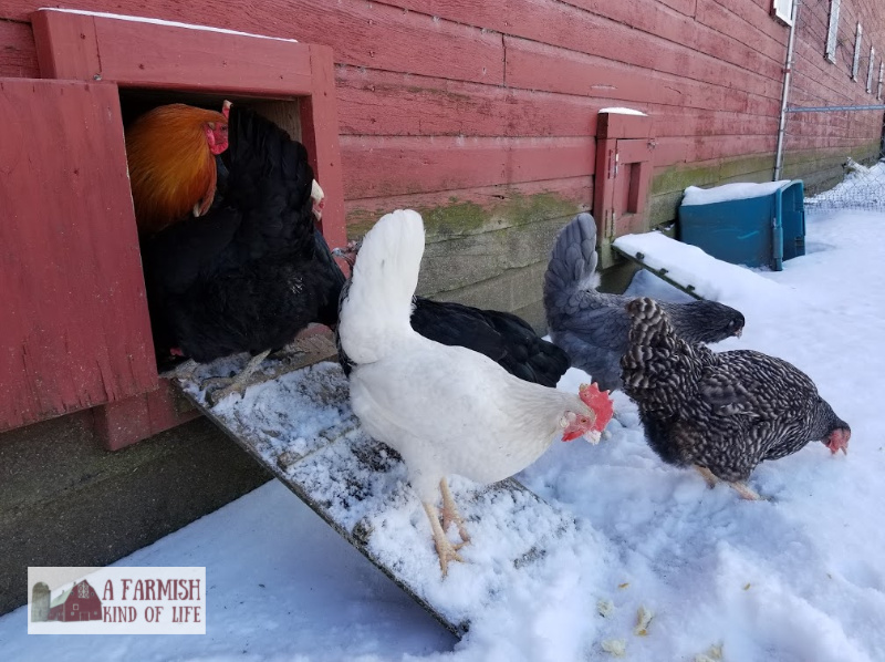 I'm often asked how I keep chickens water from freezing in the winter here at our Minnesota homestead. Here's my answer. Warning: it's not fancy. At all.