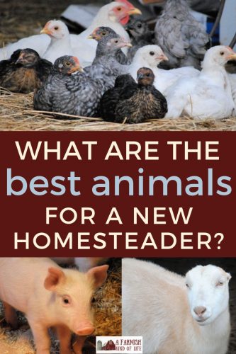 What are the best animals for a new homesteader? Here are my thoughts on things to consider, and why at some point you just need to jump in and do it.