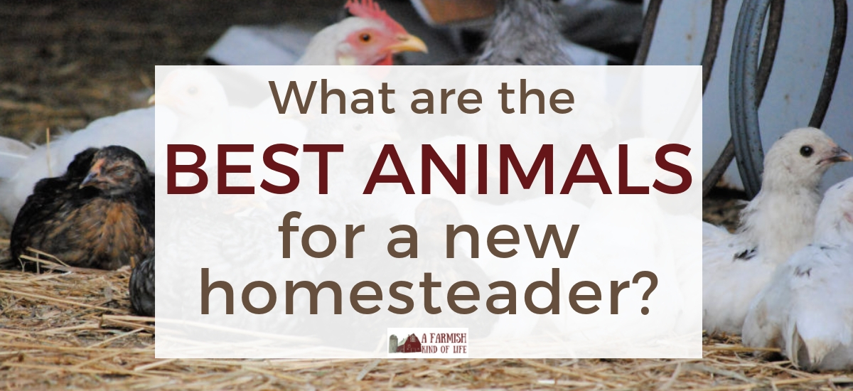 Best animals for a new homesteader