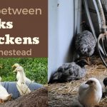Choosing Between Ducks and Chickens for your Homestead