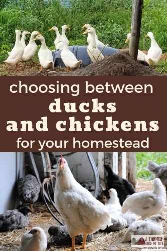 A duck is not a chicken, and a chicken is not a duck. Let's talk about ducks and chickens, and how to choose which is best for your homestead adventure!