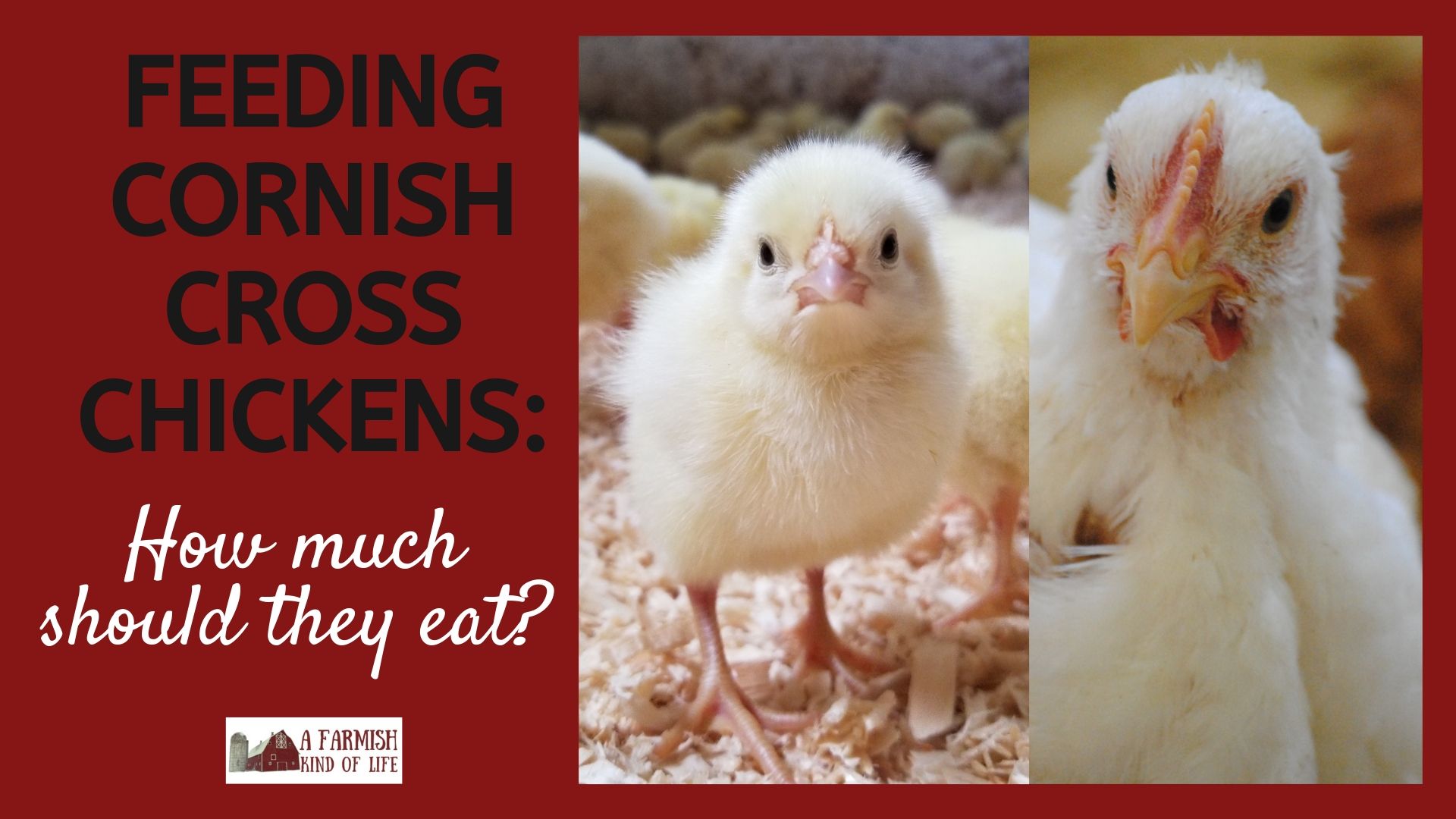 7 Tips for Teaching Your Baby to Self-Feed - Baby Chick