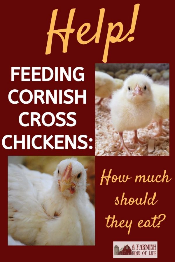 Feeding Cornish Cross Chickens How Much Should They Eat? A Farmish