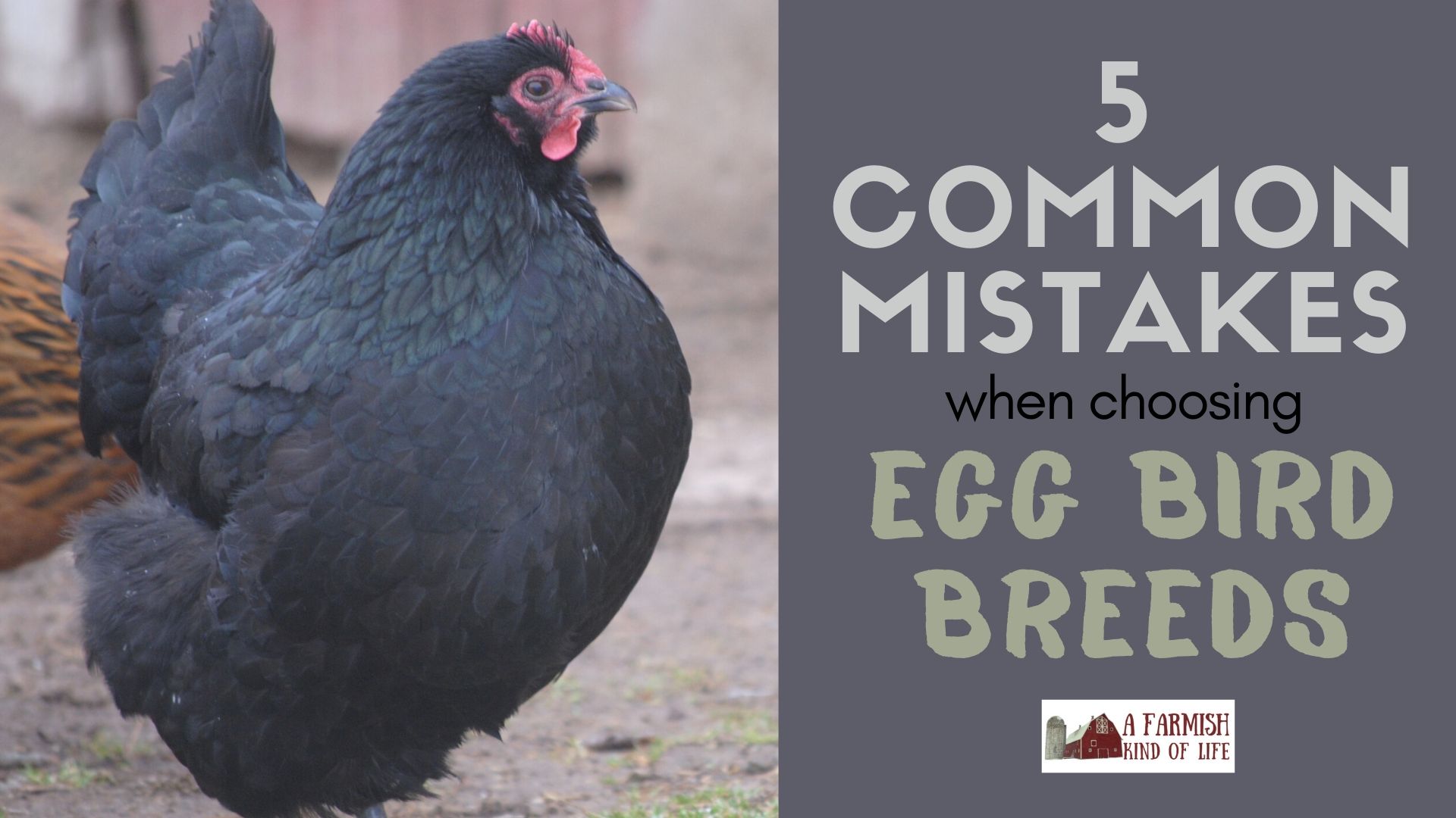 85: 5 Common Mistakes When Choosing Egg Bird Breeds