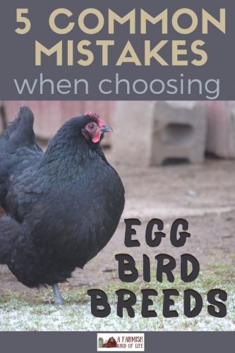 Having your own supply of eggs is a great step towards self-reliance! Let's talk about 5 mistakes people often make when choosing a breed of egg bird.