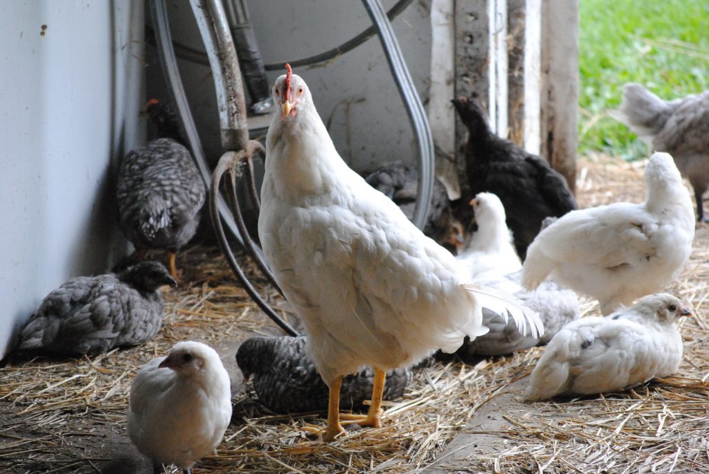 Having your own supply of eggs is a great step towards self-reliance! Let's talk about 5 mistakes people often make when choosing a breed of egg bird.