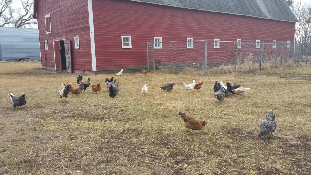 As a homesteader, what do I think about the sudden uptick in interest regarding homesteading and self-reliance? Pull up a chair. Here are my thoughts.