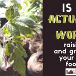 89: Is it really worth it to raise and grow your own food?