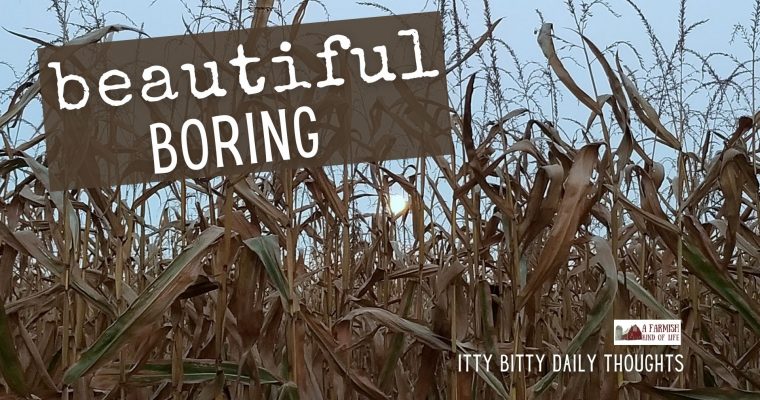 Beautiful Boring (itty bitty thoughts)