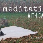 meditating…with cats (itty bitty thoughts)
