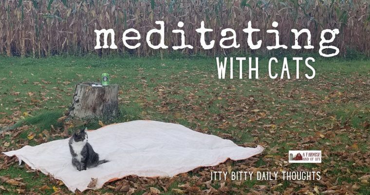 meditating…with cats (itty bitty thoughts)