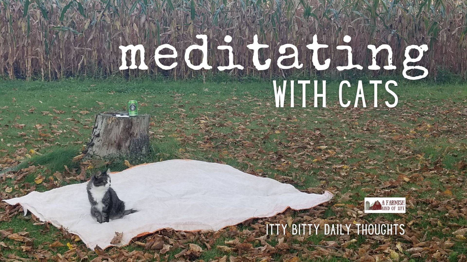 meditating…with cats (itty bitty thoughts)
