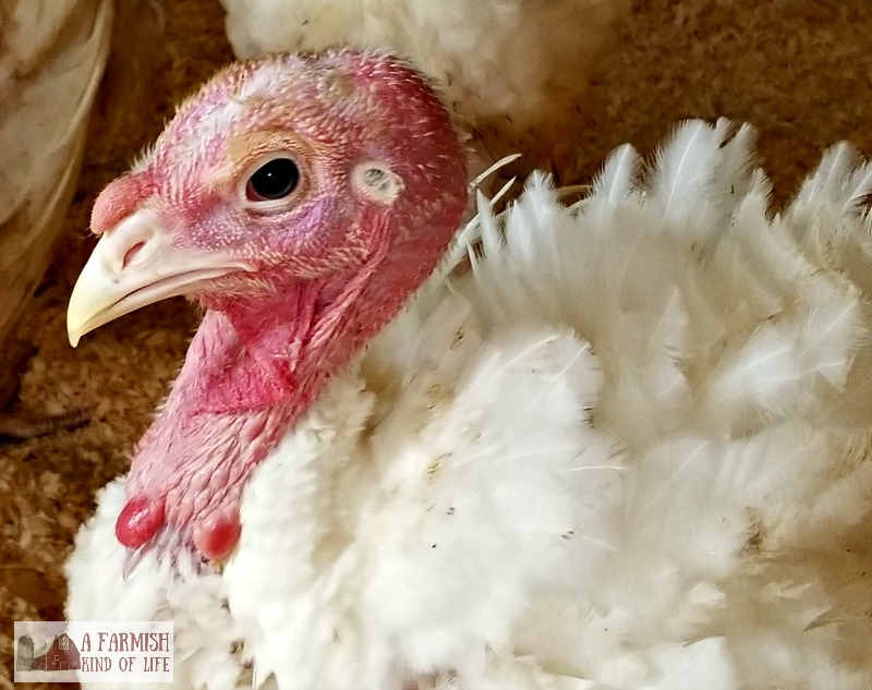 Close up of an adult broad breasted white turkey