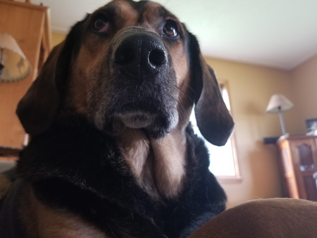 Our bloodhound german shepherd mix looking judgmentally at something off camera.