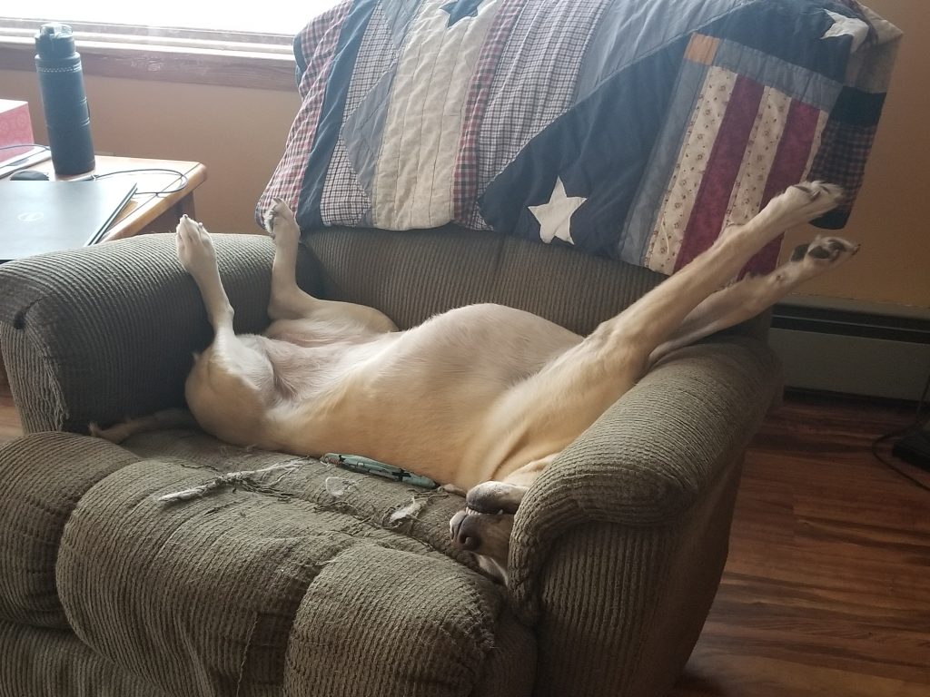My yellow lab laying upside down, asleep in a green recliner.