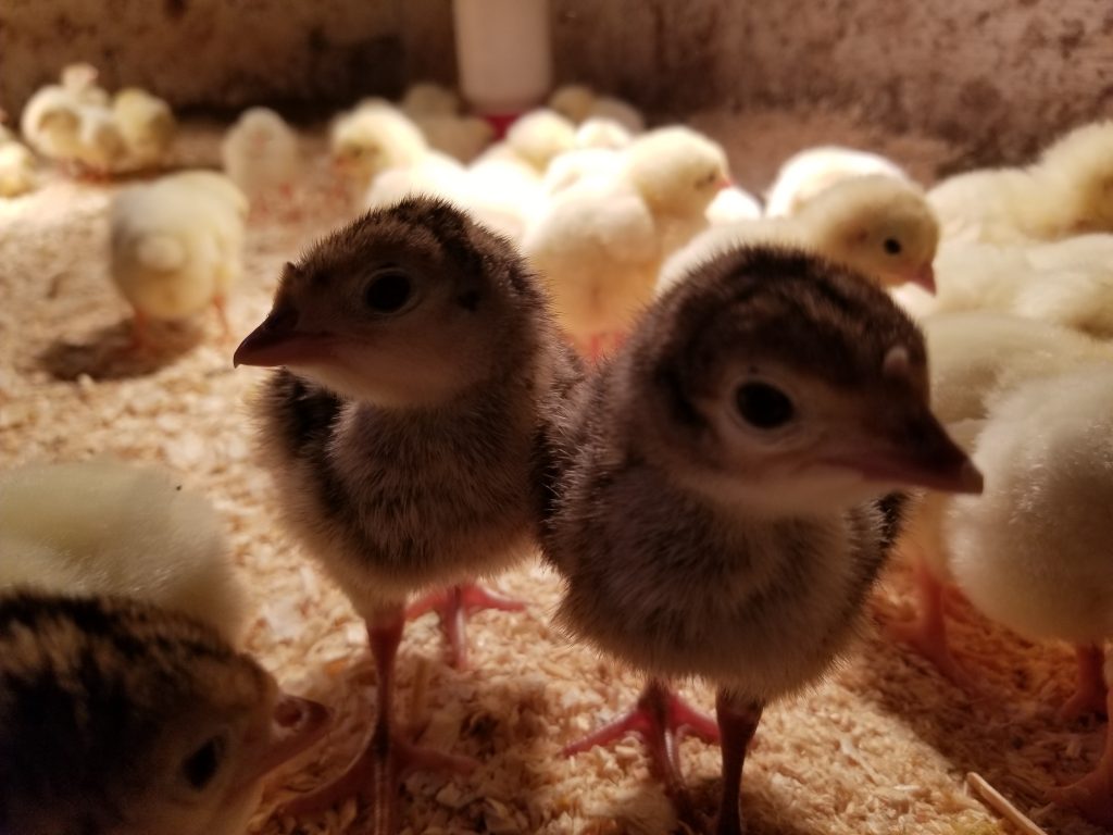 Turkey poults with cornish cross chicks in a brooder