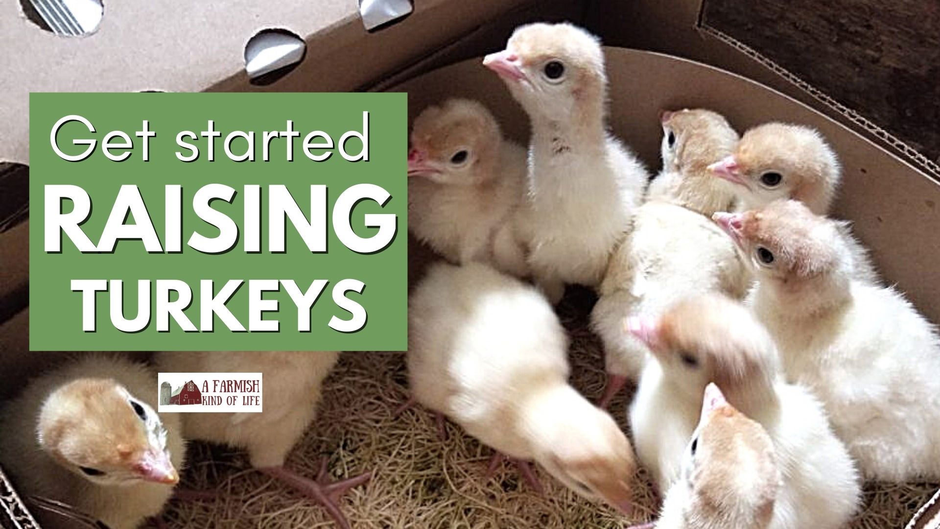145: Get started with raising turkeys