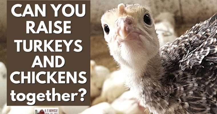 Can You Raise Turkeys and Chickens Together?