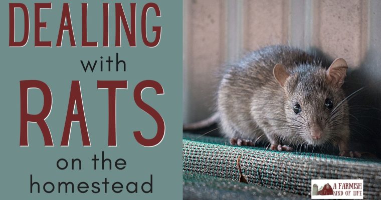 188: At War with Rats on the Homestead
