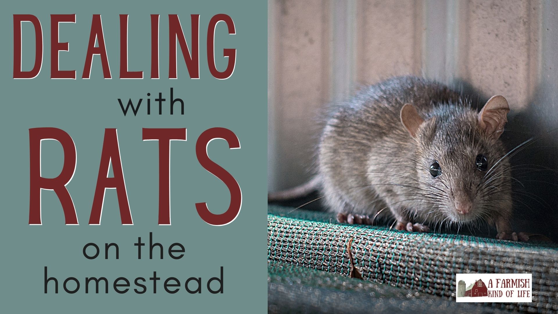 188: At War with Rats on the Homestead