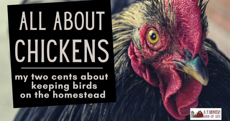 198: All About Chickens