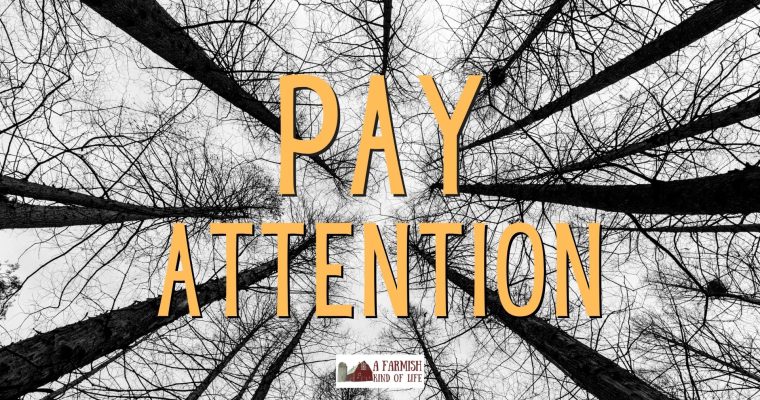 204: Pay Attention