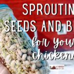 232: Sprouting seeds for chickens