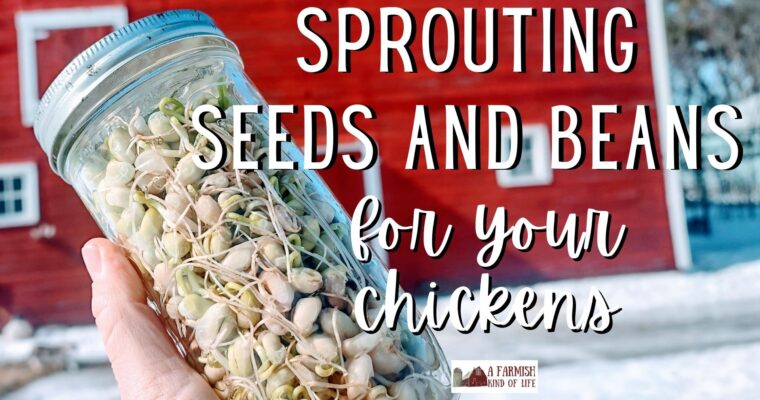 232: Sprouting seeds for chickens