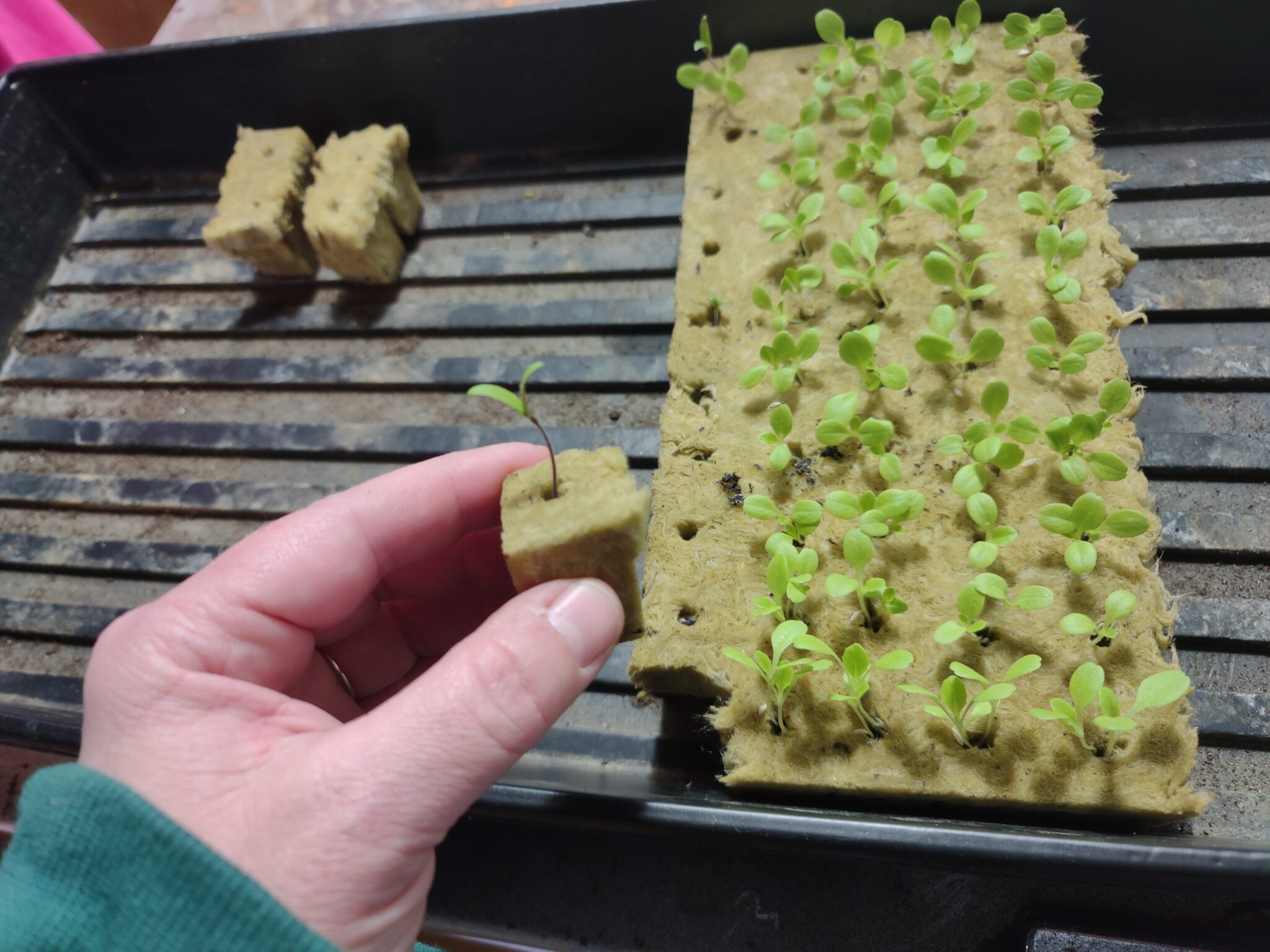 10+ How To Start Hydroponic Seeds Starting Seeds for Your Hydroponic Garden - A Farmish Kind of Life
