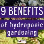 9 Benefits of Hydroponic Gardening