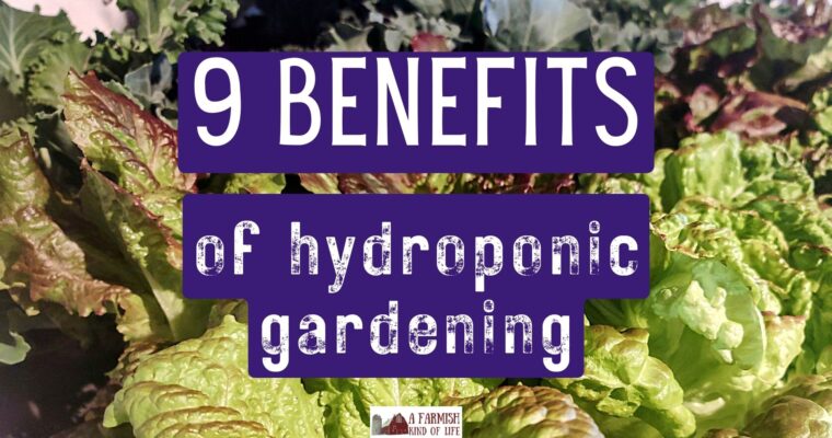 9 Benefits of Hydroponic Gardening