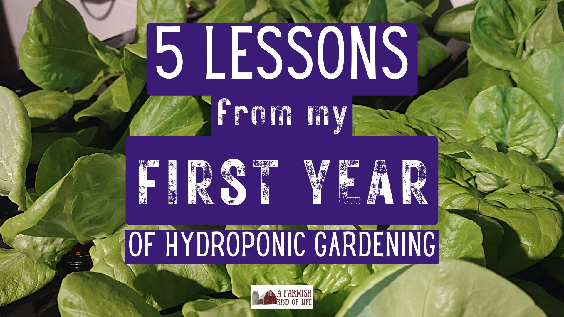 5 Lessons Learned my First Year of Hydroponic Gardening