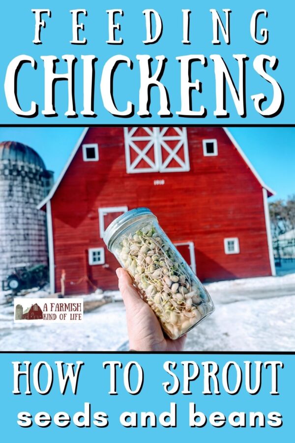 232: Sprouting seeds for chickens - A Farmish Kind of Life