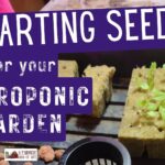 Starting Seeds for Your Hydroponic Garden