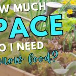 How Much Space Do I Need to Grow a Garden?
